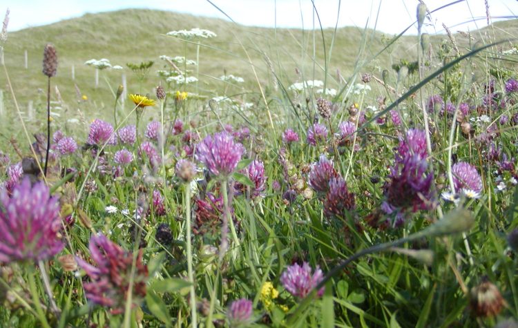 Machair.jpg