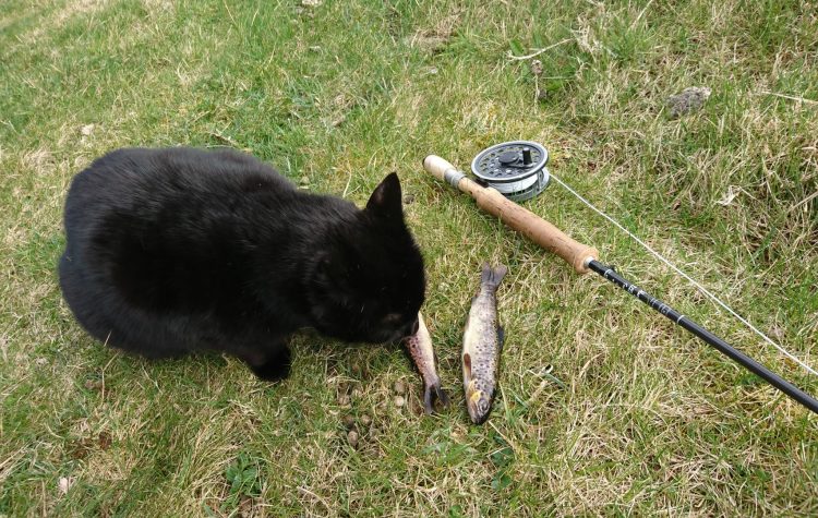 1st Hill Trout of the year - Apr 2018 (3)
