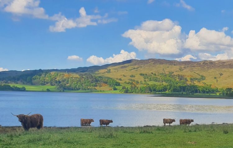 Hoots mon - Coos the noo