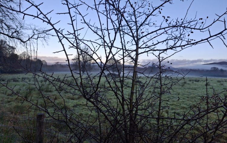 Dewy morning at Barcaldine - 23 Oct 2025 (1) (Large)